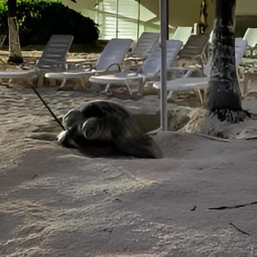 Suite Brisas Cancun Dış mekan fotoğraf